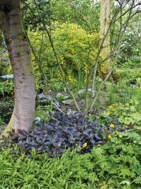 V bažině rostou vrbiny (Lysimachia) s krásnými purpurovými listy, rozkvétají tu upolíny (Trollius) a blatouchy (Caltha). V pozadí žlutě kvete zákula japonská (Kerria japonica ‚Floreplena‘)
