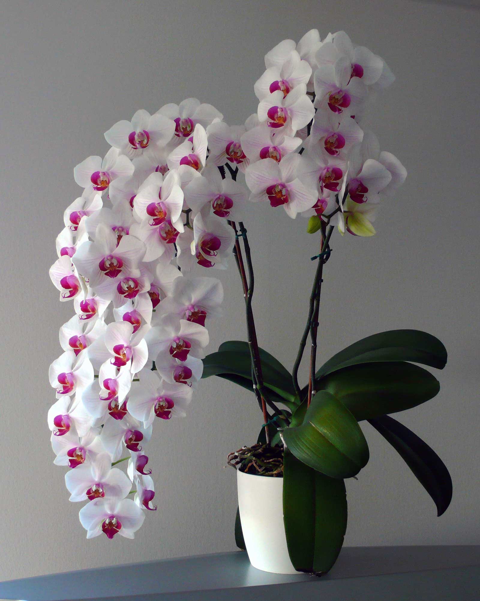 pěstování orchidejí | Dům a byt